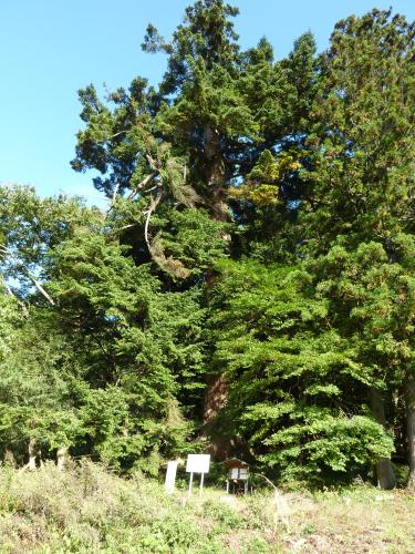 群馬県中之条町　伊賀野のもみの木1枚目