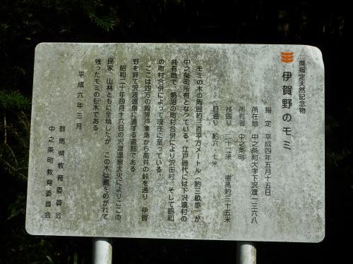 群馬県中之条町　伊賀野のもみの木1枚目